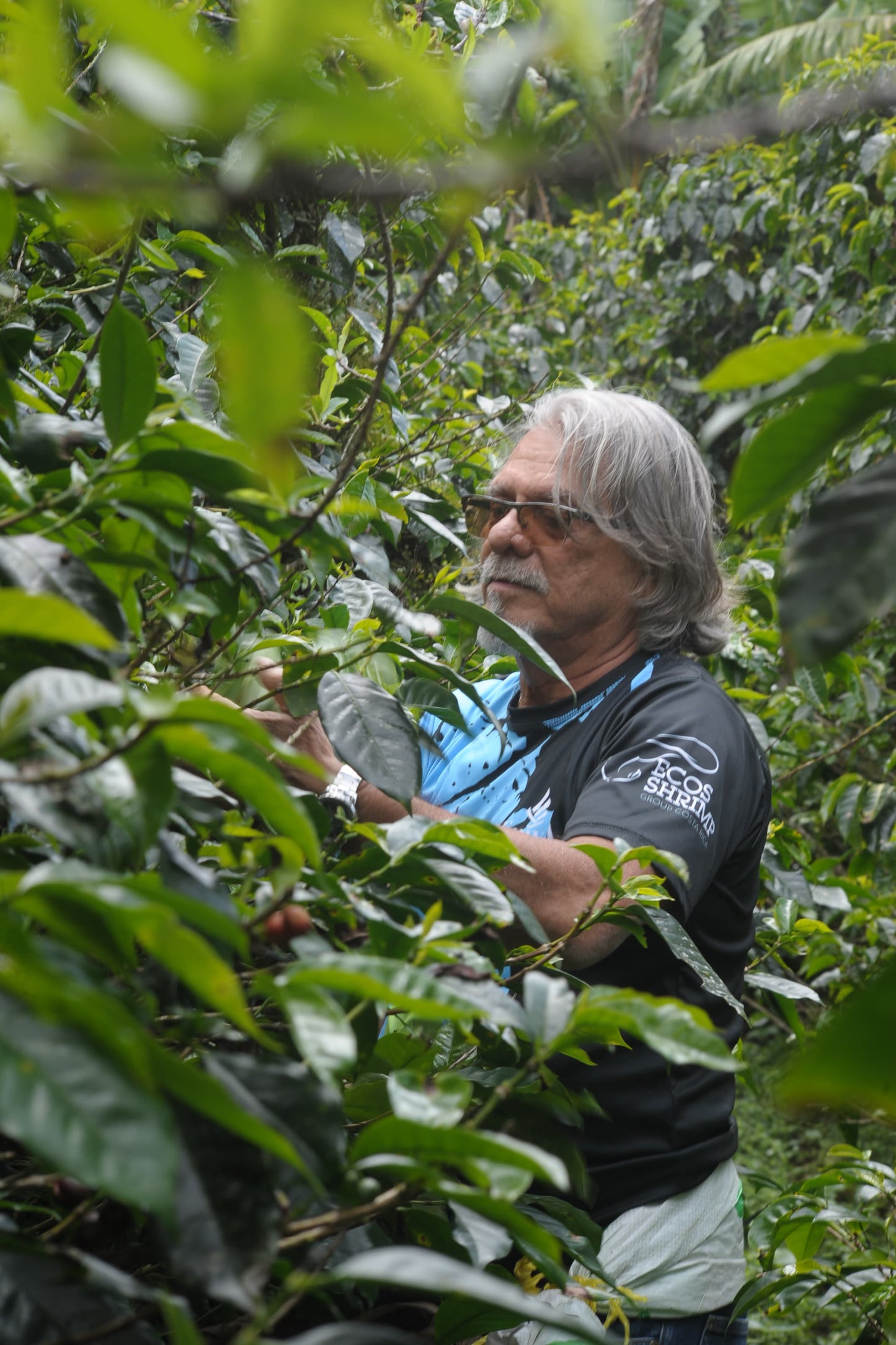 Vandola - Blue/White