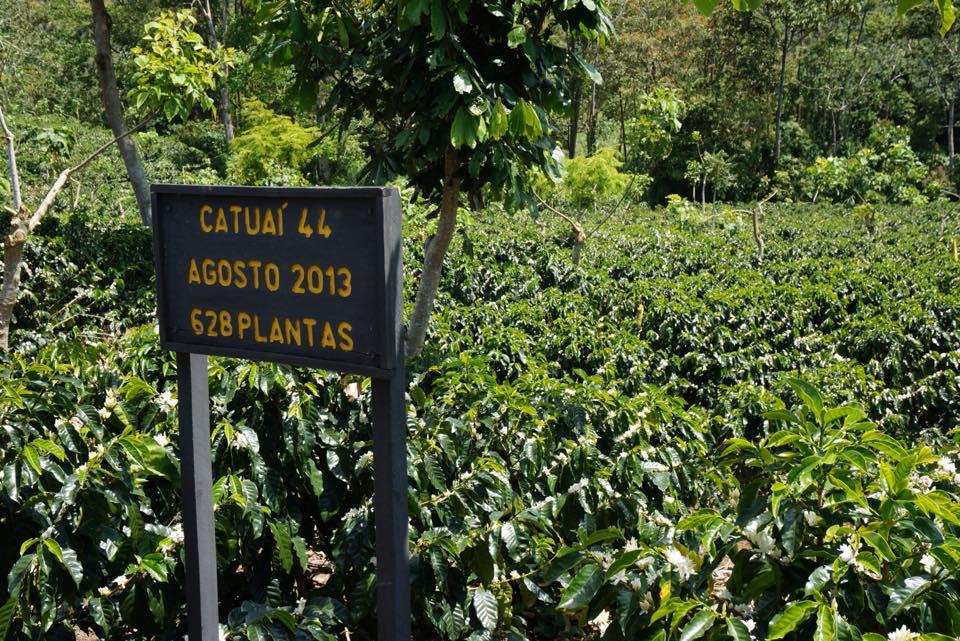 Centroamericano - Washed