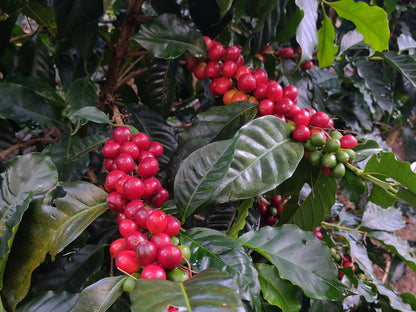 Obata Fermented