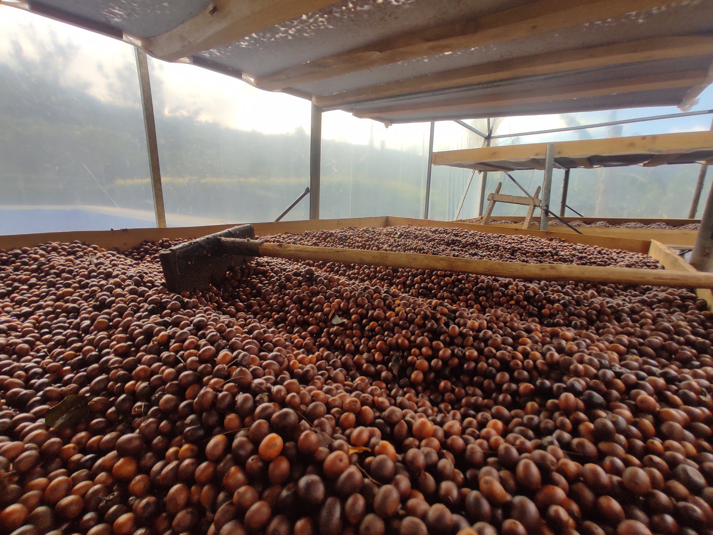 Obata Fermented